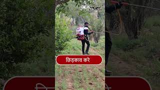 २० फ़ीट दूरी तक छिड़काव वाला स्प्रेयर | Balwaan knapsack sprayer | 𝐤𝐧𝐚𝐩𝐬𝐚𝐜𝐤 𝐬𝐩𝐫𝐚𝐲𝐞𝐫 𝐯𝐢𝐝𝐞𝐨