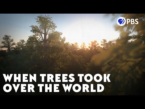 What did trees evolve from?