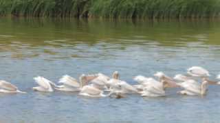 Pelicanos en Río Hardy