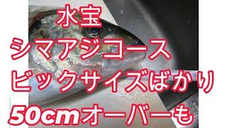 水宝シマアジコース　大物ばかり!! 浮きシマアジもゲット　とにかく楽しい!!