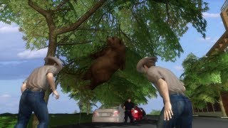 Famous 'falling bear' killed after being relocated