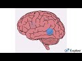 Psycholinguistic. [Brain &Language And Aphasia]