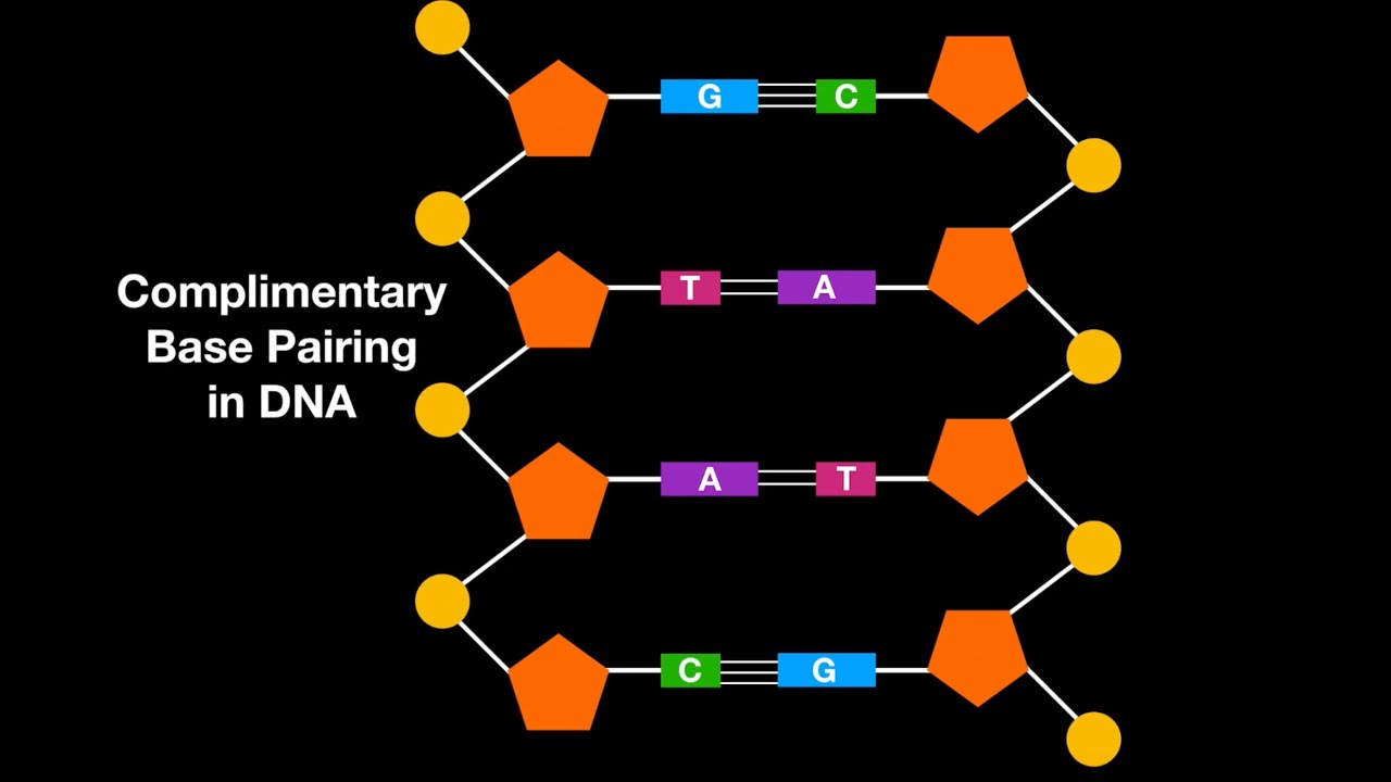 Base Pairing In Dna