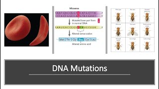 DNA Mutations