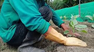 黃花芥蘭台~種植到開根判斷~抓緊追肥時機~避免延緩生長~