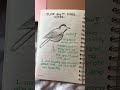 field notebook created for a course on field ornithology