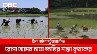 ভোলায় অতিবৃষ্টি আর জোয়ারের পানিতে আমনের অনেক বীজতলা নষ্ট | DBC NEWS