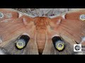 polyphème d amérique polyphemus moth antheraea polyphemus