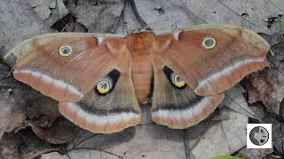 Polyphème d'Amérique/Polyphemus moth  (Antheraea polyphemus)