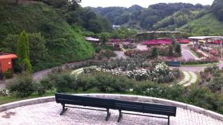 花フェスタ記念公園〜世界のバラ園