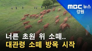 2022. 06. 08 [원주MBC] 너른 초원 위 소떼.. 대관령 소떼 방목 시작