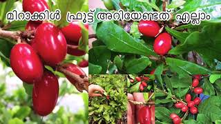 Miracle Fruit |മിറാക്കിൾ ഫ്രൂട്ട് അറിയേണ്ടത് എല്ലാം |What is the specialty of Miracle Fruits