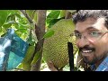 വിയറ്റ്നാം ഏർലി ചക്ക തേൻ മധുരം vietnam early jackfruts krishi video kisan chakka adukala jackfruts