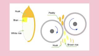 How Rice is Milled: Exploring the Rice Milling Process from Harvesting to Packaging (Flowchart)