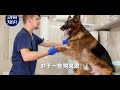 你知道怎么告诉德国牧羊犬你喜欢他吗？