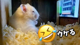 【爆笑】ハムスターのおもしろい動画　おもしろ可愛い動物