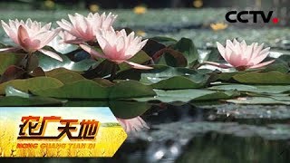 《农广天地》守家乡赚莲财 20180820 | CCTV农业