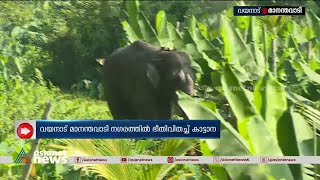 അഞ്ചര മണിക്കൂർ പിന്നിട്ടു! ജനവാസമേഖലയിൽ തുടർന്ന് കാട്ടാന, ഭീതിയിൽ നാട്ടുകാർ | Wild Elephant