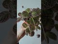 72 반짝보송한 잎이 매력인 에피스시아크리스티나 plants begonia