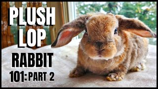 Plush Lop Rabbit 101: Part 2