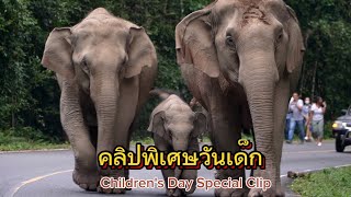 Ep.426 คลิปพิเศษ ช้างเด็กยอดตัวตึง #wildlife #เขาใหญ่ #nature #ช้างป่า #ท่องเที่ยว