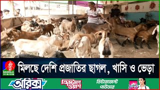 পুরান ঢাকায় শুধু খাসি বিক্রির জন্য বসেছে আলাদা হাট | Banglavision News