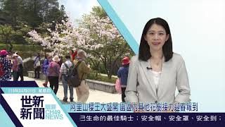 世新新聞 阿里山櫻王大盛開 園區內其他花樹接力迎春報到