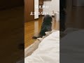 ご飯が待ちきれなくて甘え声が出ちゃうミニチュアダックスフンド 愛犬 癒し