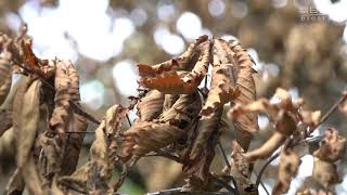 紅葉？　いやナラ枯れです　白神山地のふもとで被害深刻