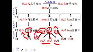 10901高一必修生物ch2 1 06補充孟德爾實際上是如何進行單性雜交實驗一良