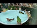 aviary birds bathing 2022