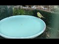 aviary birds bathing 2022