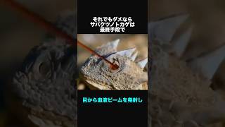 サバクツノトカゲに関する面白い豆知識