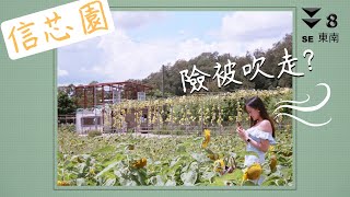 香港膠遊丨Vlog丨信芯園丨太陽花還在嗎?!