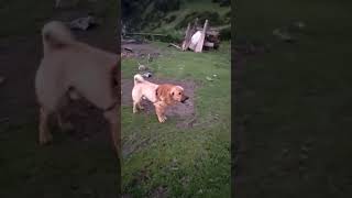 Aggressive bakharwal Dog #shorts #viral #shortvideo