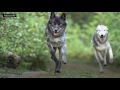 britannica file wolves return to denmark after 200 years encyclopaedia britannica