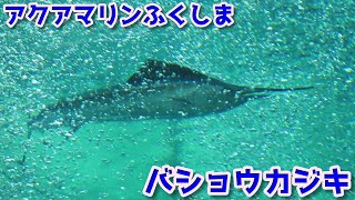 世界でここだけ⁉水族館のバショウカジキ