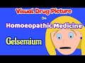 Gelsemium 30, 200  Homoeopathic Medicine Uses | Drug Picture |