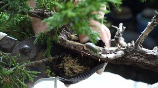 【Bonsai diary】  真柏の枝に取り木を掛けて素材確保・２　♯233