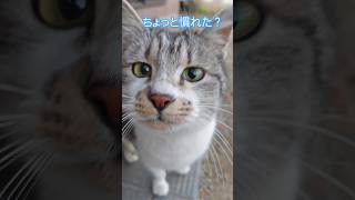 ちょっと慣れたミケちゃんの友達 #cat