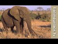 Remembering Kruger's Biggest Tusker 