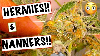 Hermie Cannabis Plants | WHAT TO DO ABOUT NANNERS!  | Hermaphrodite Banana Weed