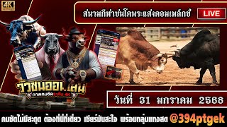 🔴LIVE #ถ่ายทอดสดวัวชน | สนามกีฬาชนโคพระแสงคอมเพล็กซ์  | 31/1/68 #วัวชนวันนี้ #ดูวัวชนสด #ไลฟ์สด