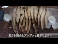 【衝撃映像】オオスズメバチに襲撃されるニホンミツバチの開放巣