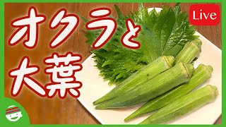 【オクラ】【大葉】【チャット参加推奨】【オンラインBARプチラッキー】いらっしゃいませ！【オープン】