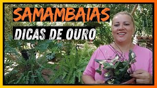 como ter lindas samambaias - mostrei minha experiência que deu certo ❤ dica de substrato e mudas