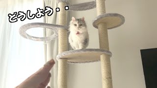 テンパってキャットタワーから降りれない猫【スコティッシュフォールド】