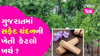 Safed Chandan Kheti | જાણો ગુજરાતમાં સફેદ ચંદનની ખેતીથી કેટલી આવક ? #chandan #gujarattak