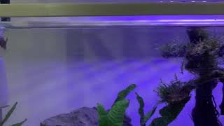 How to set up a simple betta aquascape with only IDR 200k!