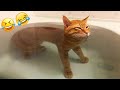 New Funny Animals 2024 🤣 Funniest Cats and Dogs 😻🐶 Part 25